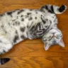 Cat Behavior