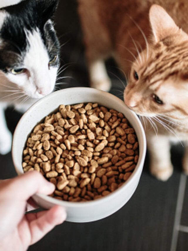 The Ultimate Guide to Comparing Cat Food