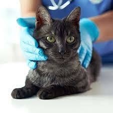 The Ultimate New Kitten Checklist cat Vet Serving