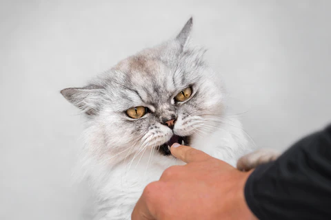 Cat Bite