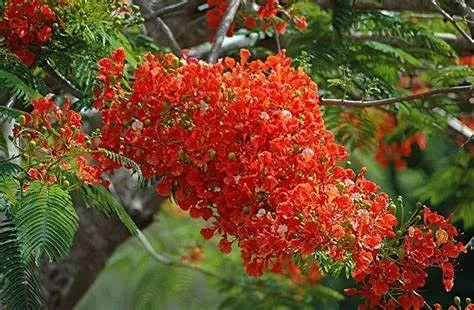 Gulmohar flower Facts, Grow, Tips