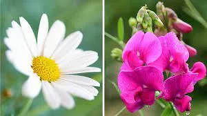 What is april's birth flower?