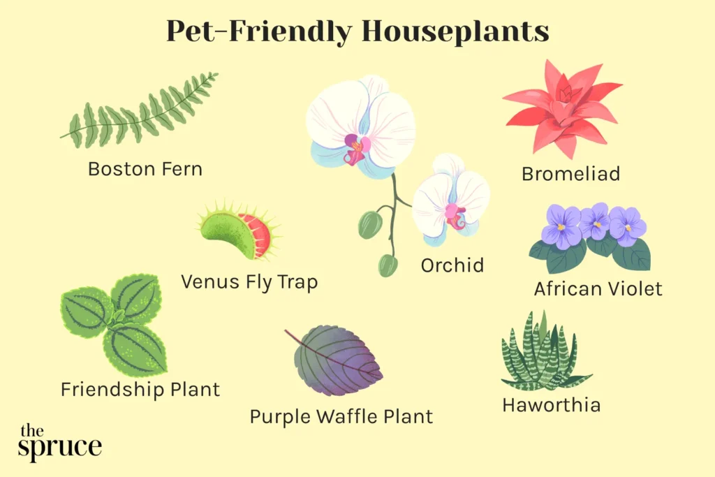 Benefits of having houseplants