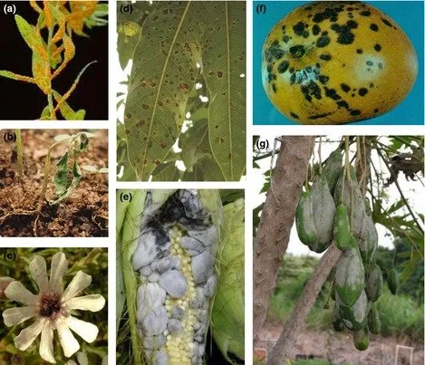 Common fungal diseases of plants