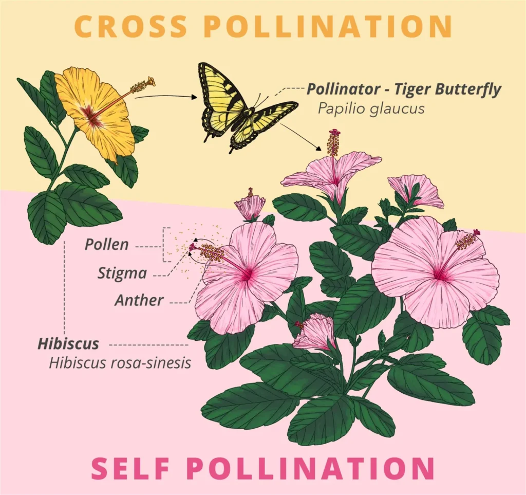 Common types of pollinators that are attracted to flowers