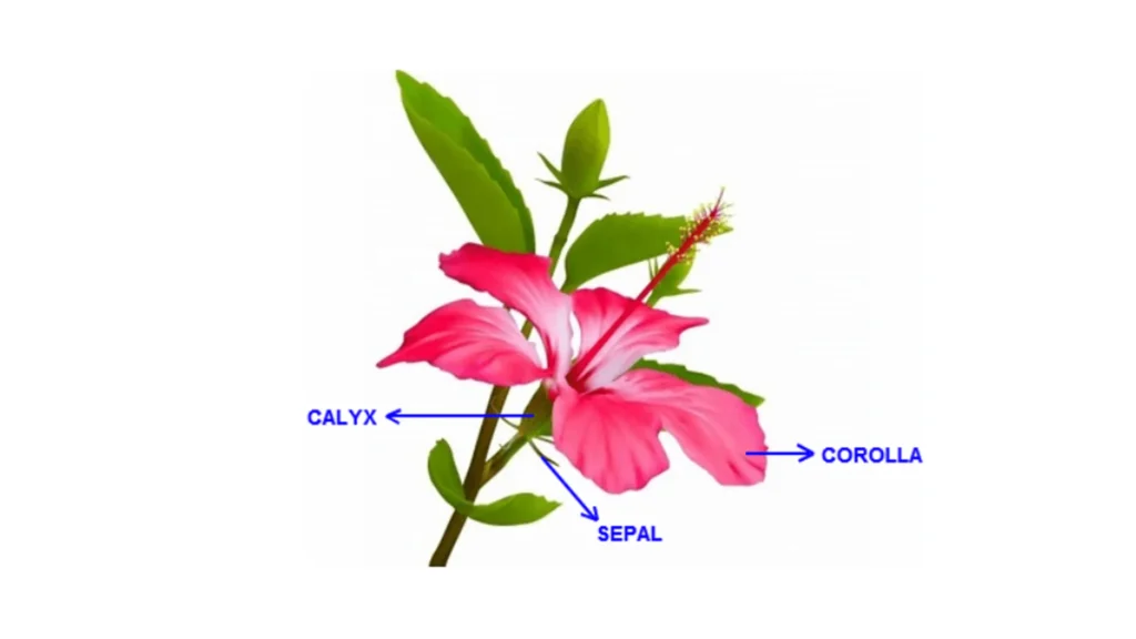 Corolla vs. Calyx