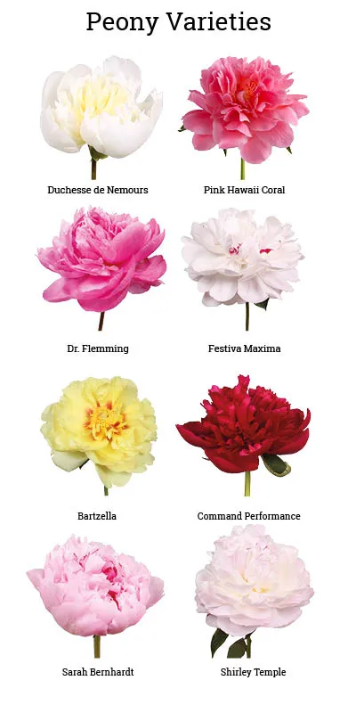 Different types of peonies