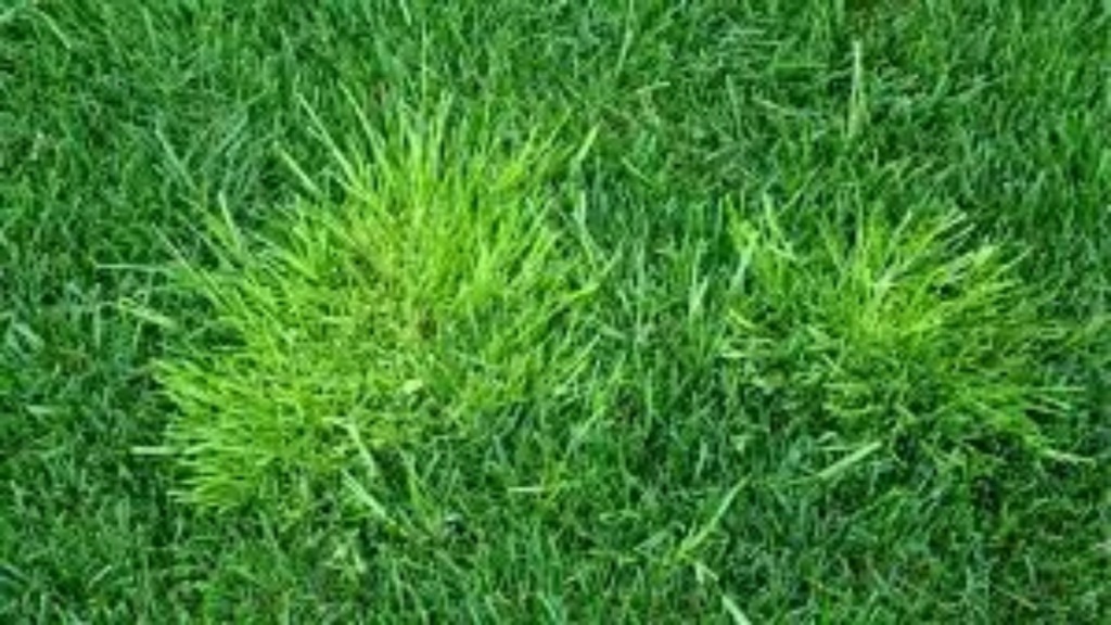 Good weed killer for St. Augustine grass?