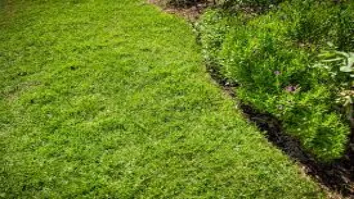 Good weed killer for St. Augustine grass?