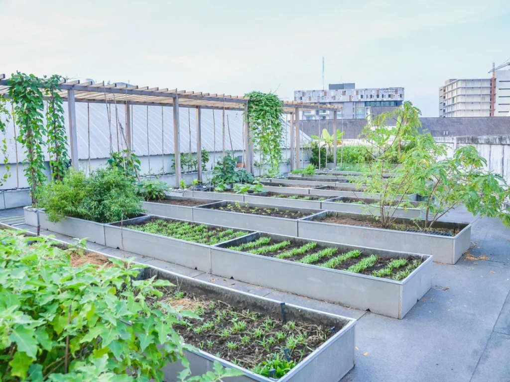 How to start a rooftop garden?