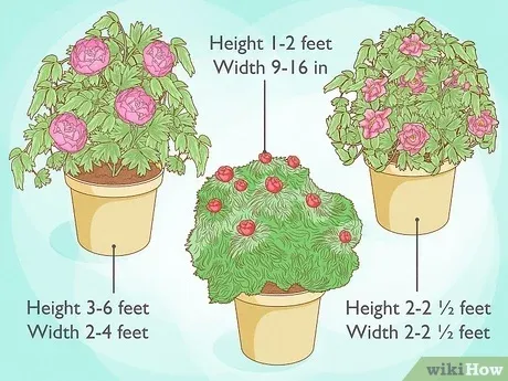 Ideal soil type for growing peonies in pots