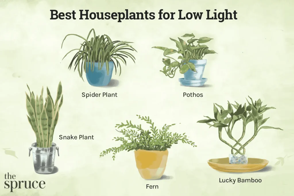 Low light conditions houseplants
