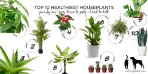 Non-Toxic Houseplants That Are Safe for Kids & Pets