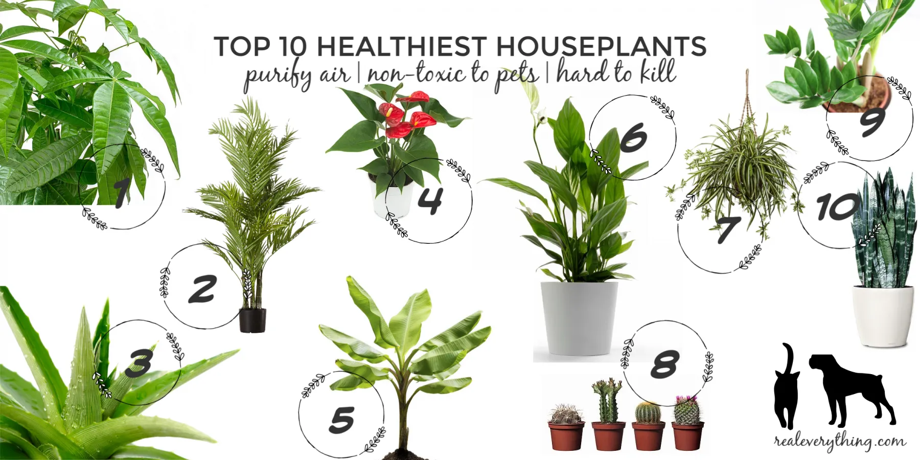 Non-Toxic Houseplants That Are Safe for Kids & Pets