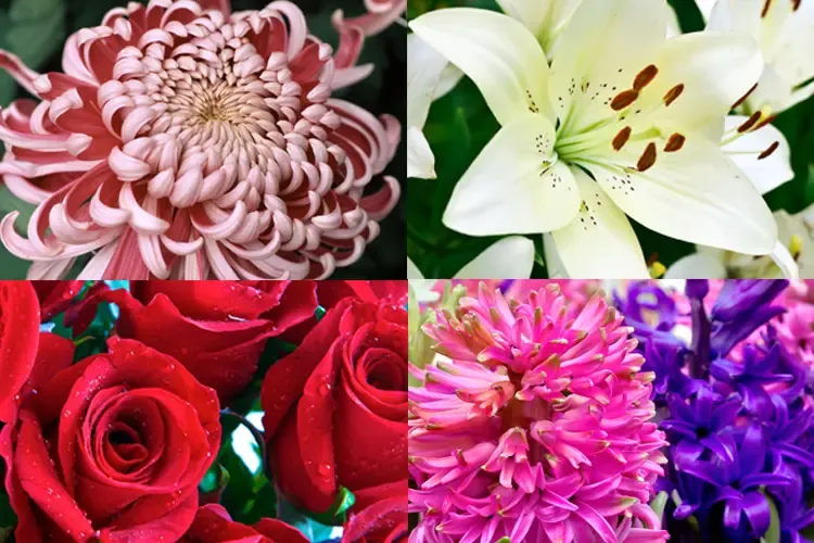 Popular funeral flowers