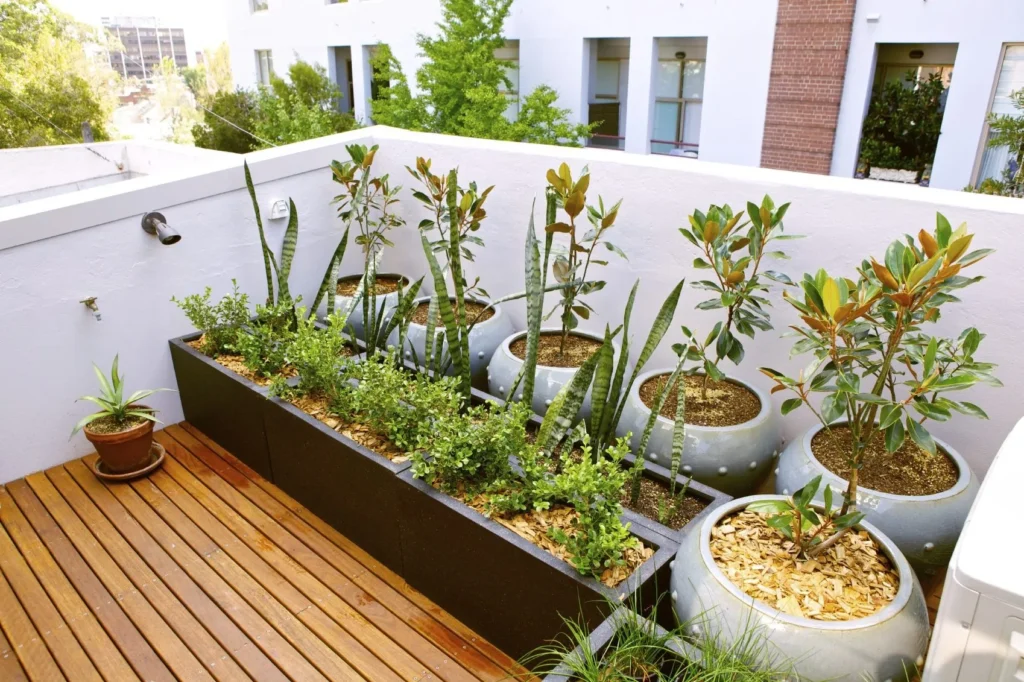 Some low-maintenance plants that are suitable for a rooftop garden