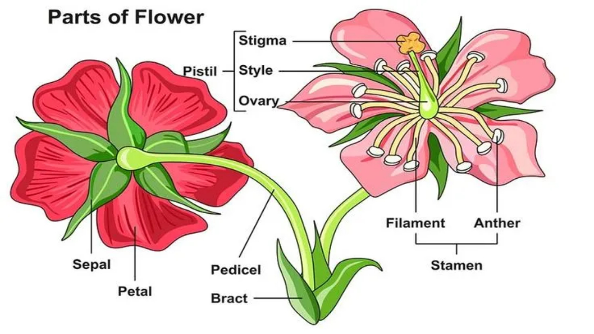 Structure and Functions of Flowers
