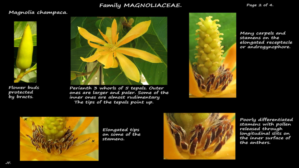 What is the Champaka flower?