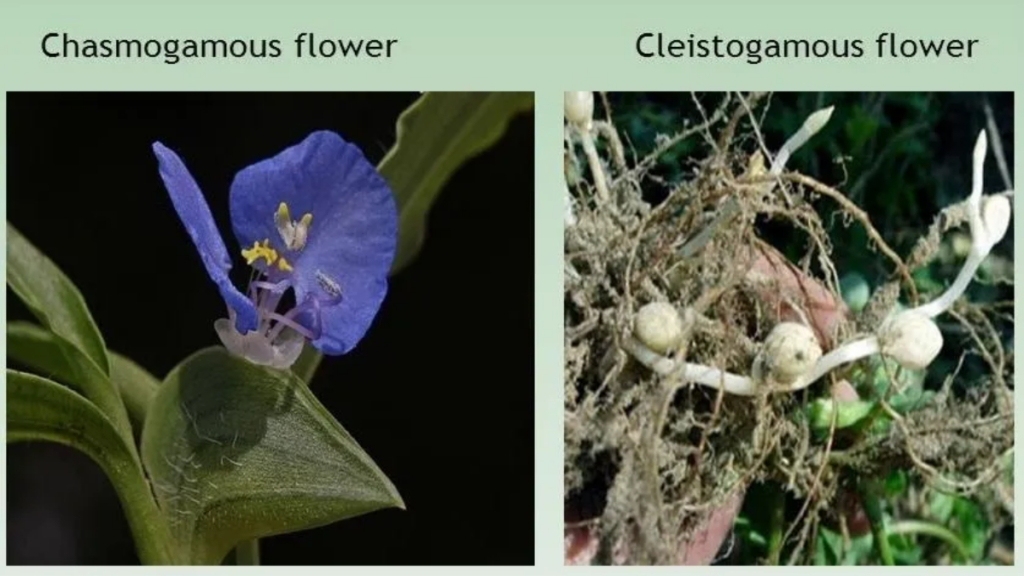What is the difference between cleistogamous and chasmogamous flowers?