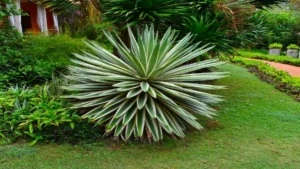 Which awesome ornamental plant is a must-have for my garden?