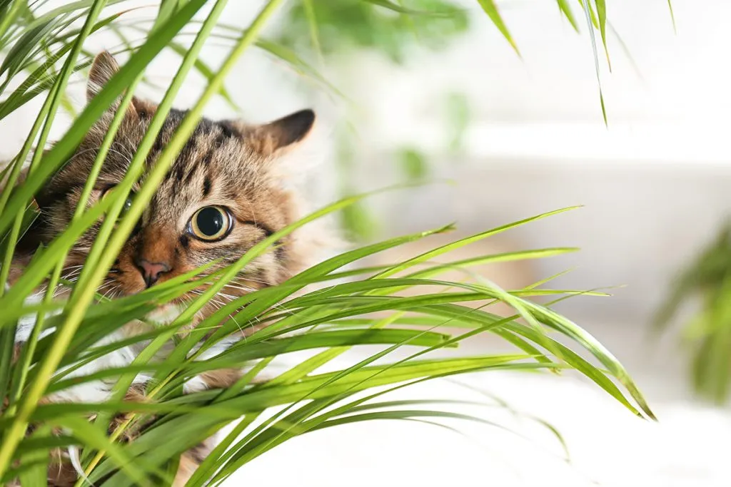 Benefits of having plants in a home with cats