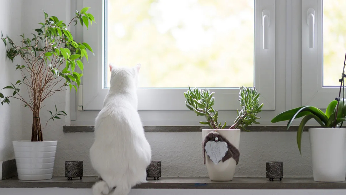 Best cat-safe houseplants