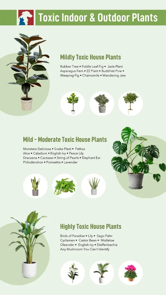 Common plants that are toxic to cats