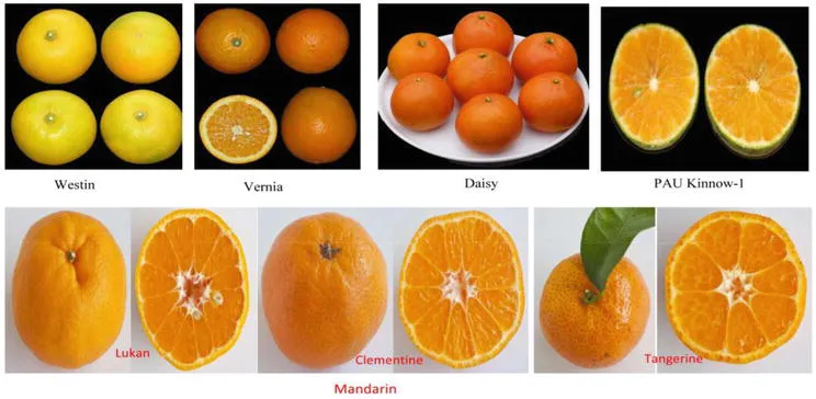 Different types of citrus sinensis