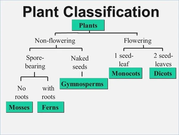 Different types of plants
