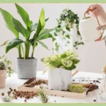 Growing and Caring for Plants