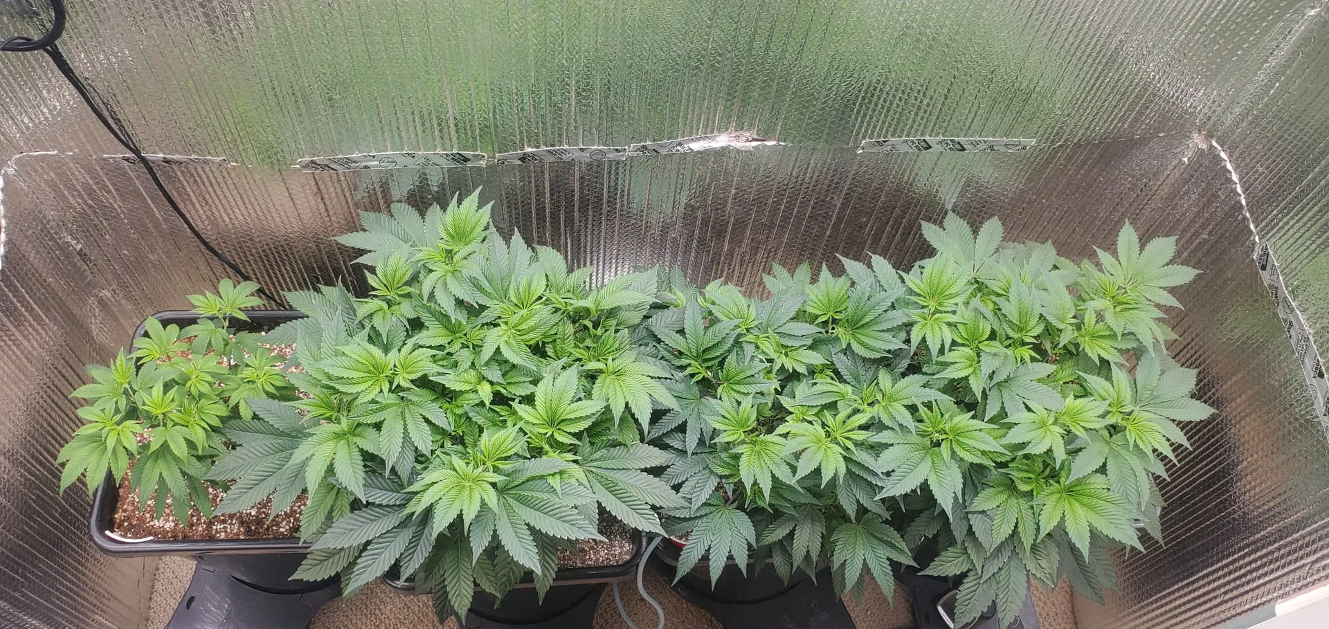 How Many Plants in a 2x4 Grow Tent?