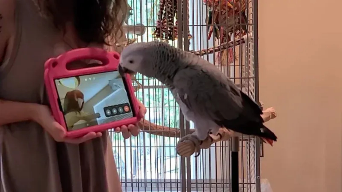 Lonely parrots learn to video chat