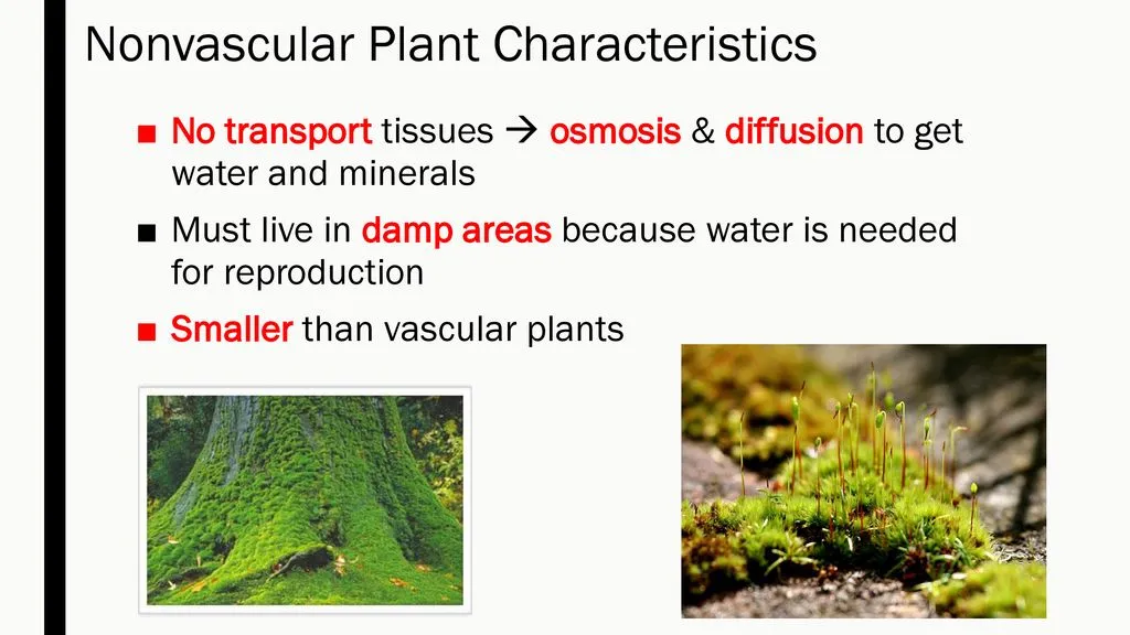Non-vascular plants
