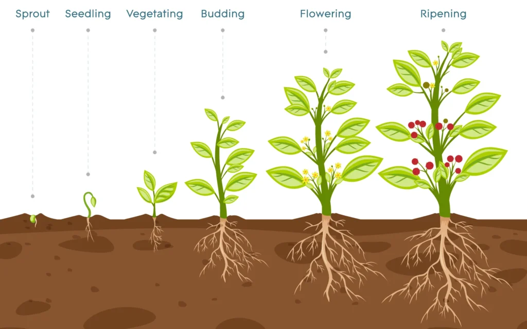 Plant-Growth-Stages