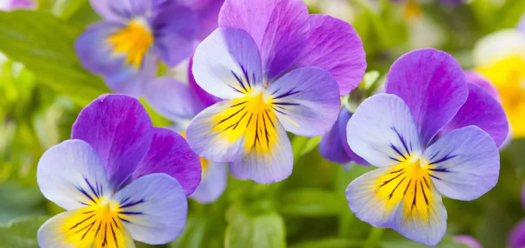 The-difference-Pansies-and-Violas