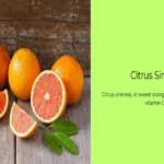 citrus x sinensis sweet orange