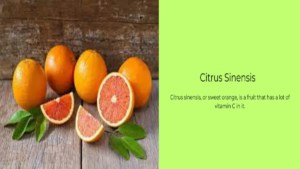citrus x sinensis sweet orange
