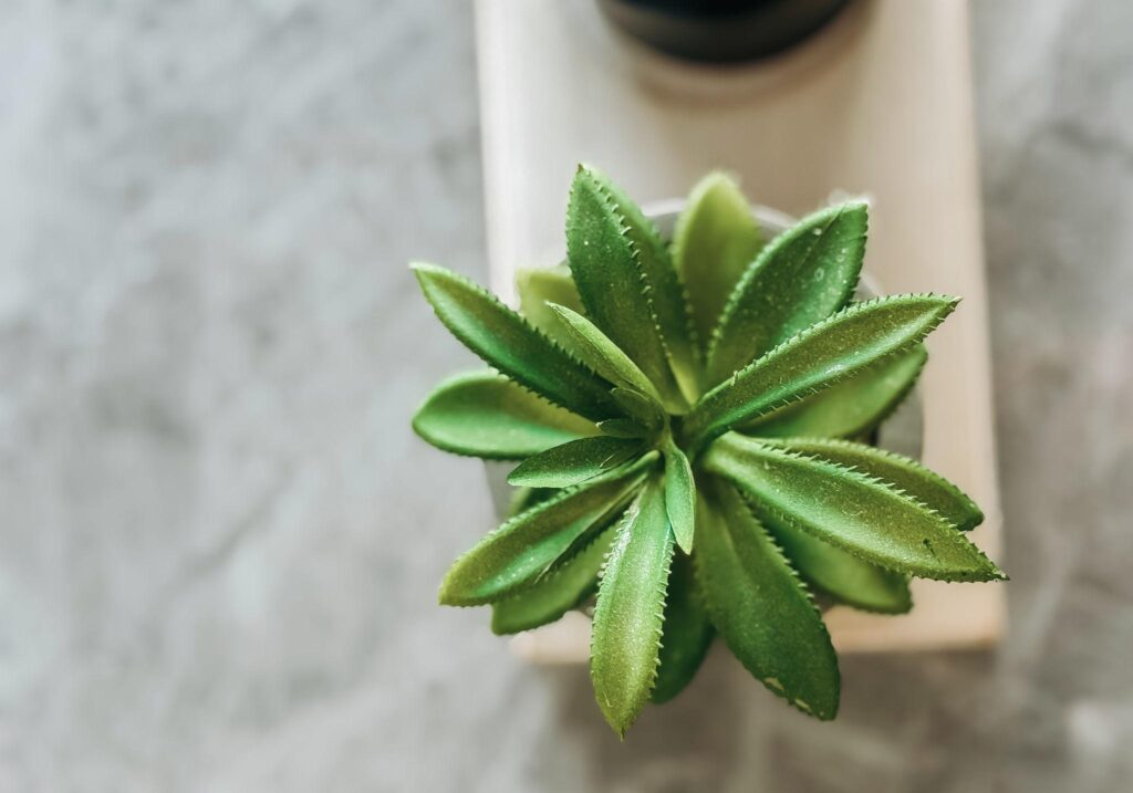 Faux Plants and Wellness